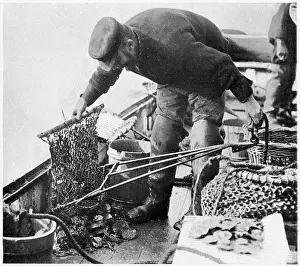 Dredger: Whitstable, Oyster Trade 1903