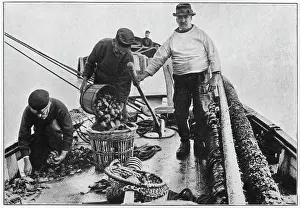 Sorted: Whitstable, Oyster Trade 1904