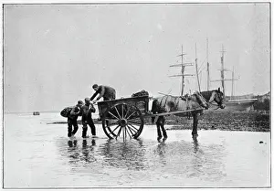 Seafood: Whitstable, Oyster Trade 1904