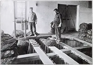 Seafood: Whitstable, Oyster Trade 1904