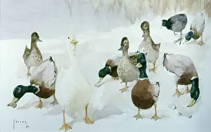Mallard: Who are these dreadful people? ' ducks