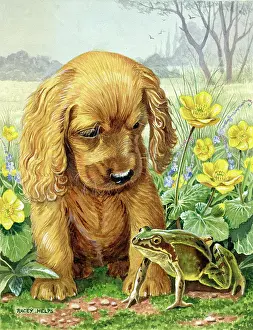 Cocker: Who Are You? - cocker spaniel puppy & frog