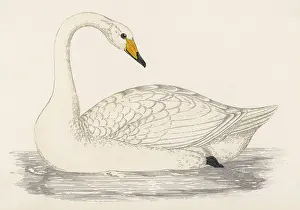 Whooper: WHOOPER SWAN (MORRIS)