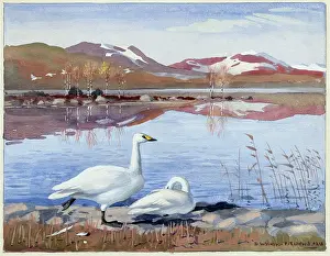 Whooper: Two whooper swans