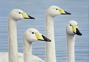 Turvey: Whooper Swans
