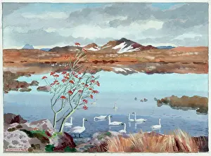 Lochinver: Whooper Swans