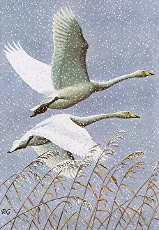 Reeds: Whooper Swans