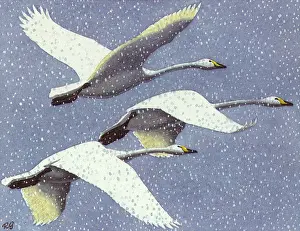 Snows: Whooper Swans