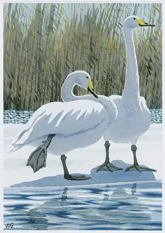 Gillmor: Whooper Swans