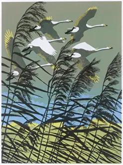 Reeds: Whooper Swans - flying over the reeds