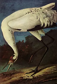 Alligator: Whooping Crane