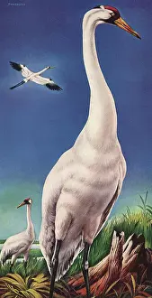 Whooping: Whooping Crane