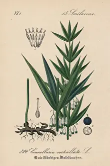 Verticillata: Whorled Solomon's-seal, Polygonatum verticillatum