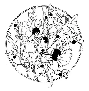 Picks: Whortleberry fairies