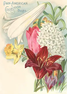 Whte: Whte Bulb and Others