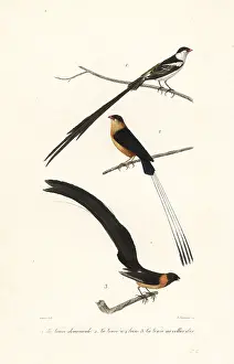 Steel Engraving: Whydah birds