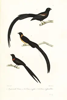 Steel Engraving: Whydah birds and widowbird