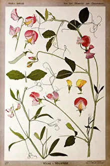 Vetch: Wicke und Walderbse by Kolb and Gmelich