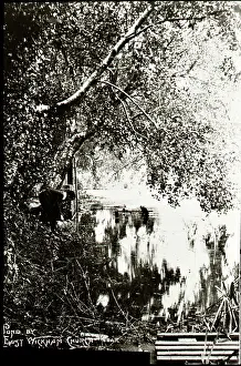 Tress: Wickham pond