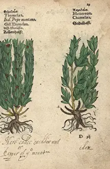 Spurge: Widdow-wail and mezereon