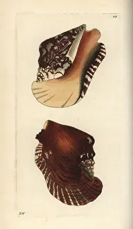 Conch: Widest pacific conch, Sinustrombus latissimus