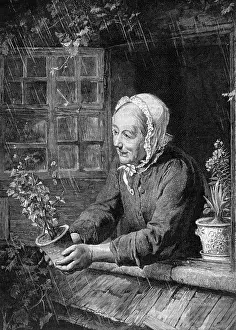 Sill: The widow's plant