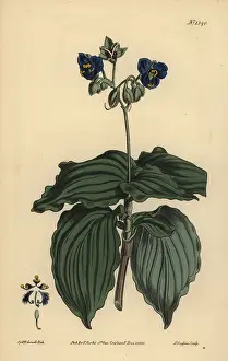 Spiderwort: Widow's tears, Tinantia erecta