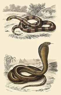 Cobra: A Wied's Coral Snake and a Cobra