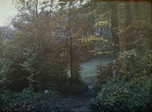 Lumiere: Wienerwald