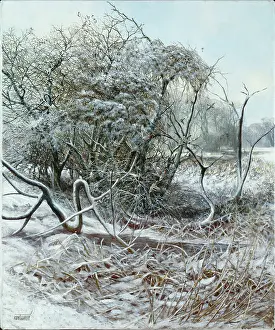 Wigeon: Wigeon from a snowy pond