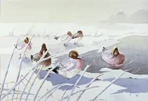 Wigeon: Wigeon in Winter ' snow scene with ducks