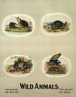 C1903: Wild animals