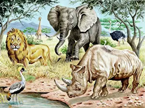Ostriches: Wild Animals of Africa