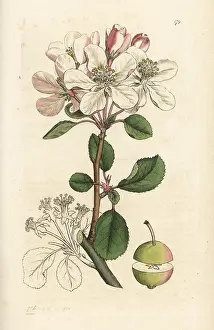 Crabtree: Wild apple or crabtree, Malus domestica