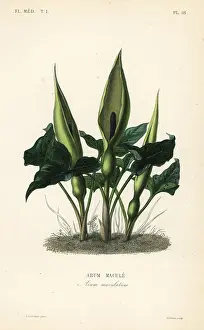 Maculatum: Wild arum, Arum maculatum