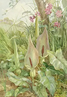 Campion: Wild Arum and Campion in natural setting