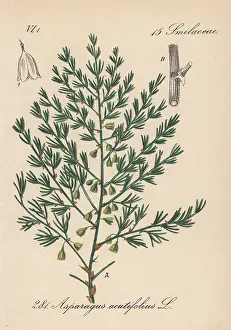 Asparagus: Wild asparagus, Asparagus acutifolius