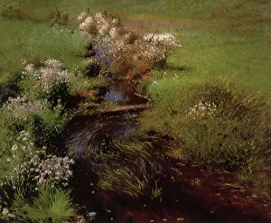 Aster: Wild Asters