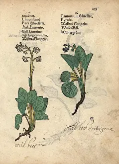 Beta: Wild beet, Beta sylvestris, and wintergreen, Pyrola minor
