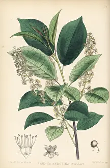 Serotina: Wild black cherry, Prunus serotina