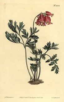 Blush: Wild bleeding heart, Dicentra formosa