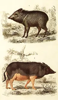 Collared: A Wild Boar and a Collared Peccary