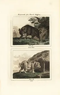Barrs Buffon: Wild boar and domestic pig