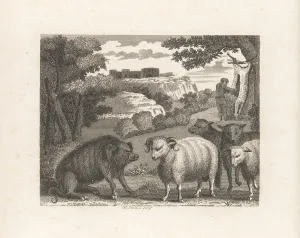 Chastise: The Wild Boar and the Ram