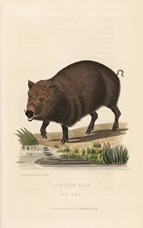 Afer: Wild boar, Sus scrofa