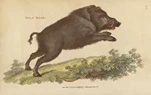G. Kearsley: Wild boar, Sus scrofa