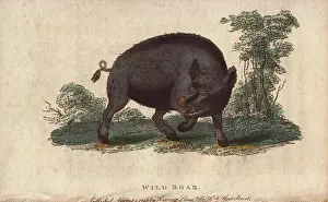 Scrofa: Wild boar, Sus scrofa