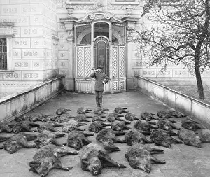 Pork: Wild boar trail, 1908