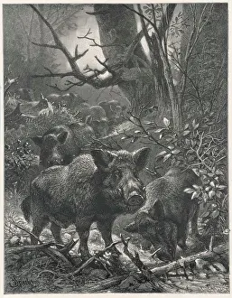 Wander: Wild Boar in the Woods