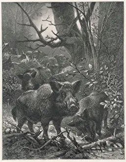 Wander: Wild Boar in the Woods